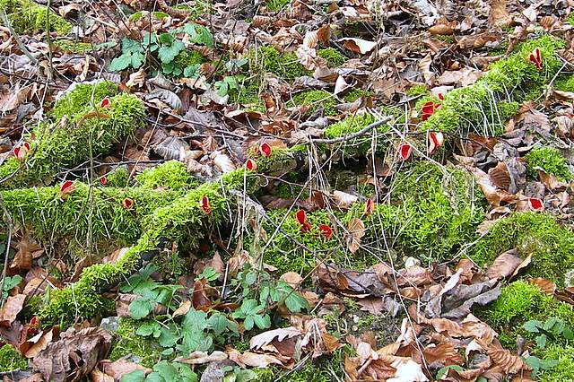 Nel  Regno  della  Jurana